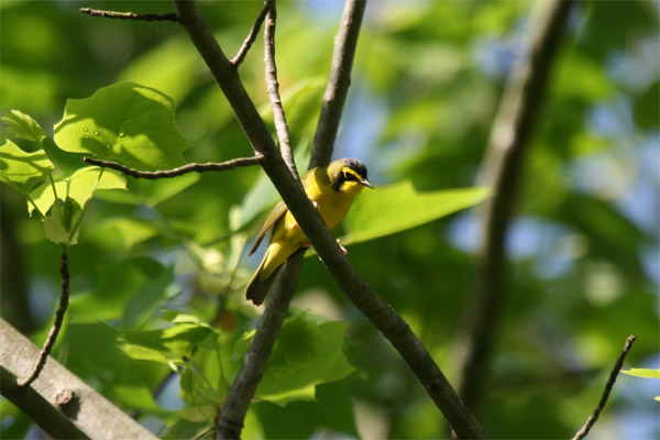 Kentucky Warbler