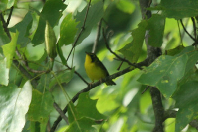 Kentucky Warbler