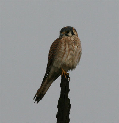 American Kestrel