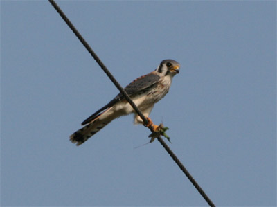 American Kestrel