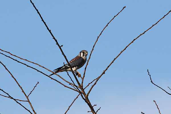 American Kestrel