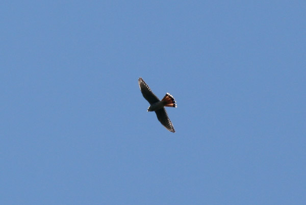 American Kestrel