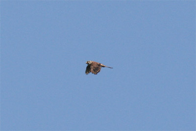 American Kestrel