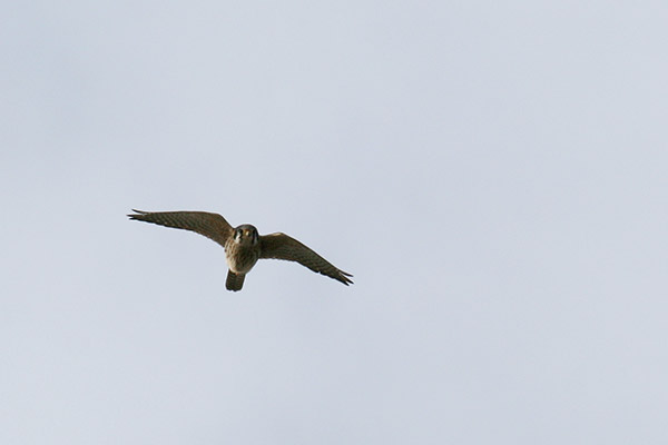 American Kestrel