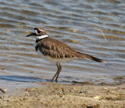 Killdeer