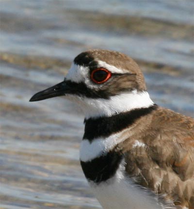 Killdeer