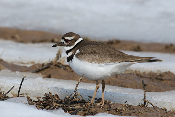 Killdeer