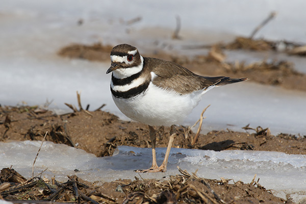 Killdeer