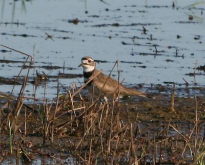 Killdeer