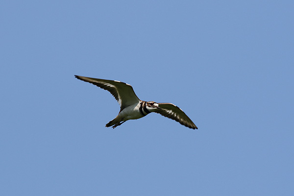 Killdeer