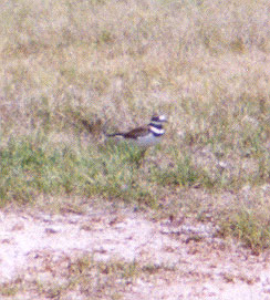 Killdeer