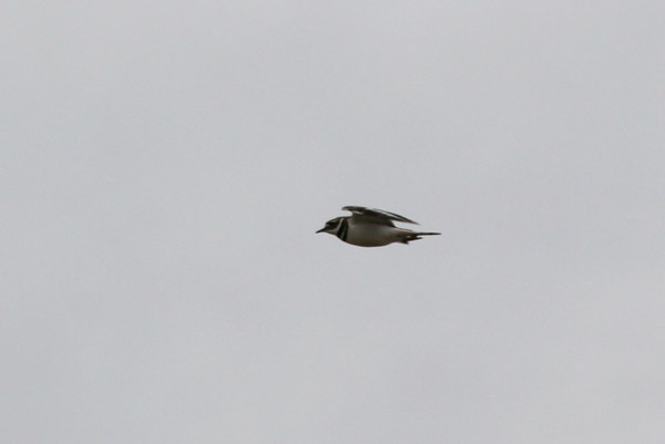 Killdeer