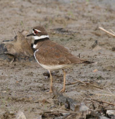 Killdeer