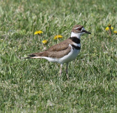 killdeer plover ponds