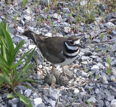 Killdeer