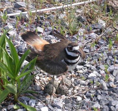 Killdeer