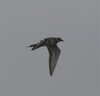 Killdeer in flight