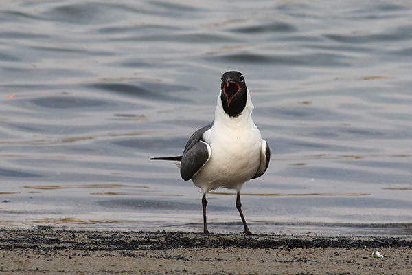 Laughing Gull