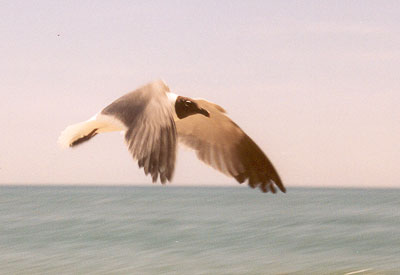 laughing gull