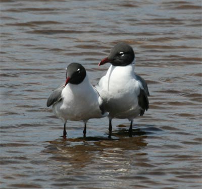 Laughing Gull