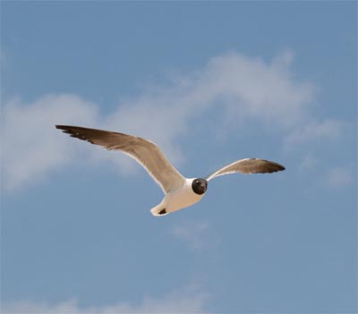 Laughing Gull