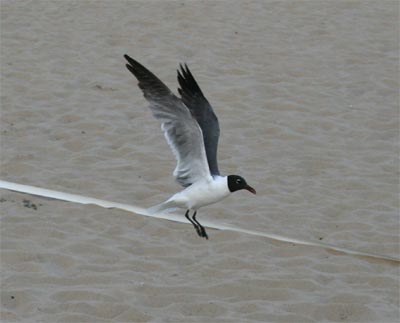 Laughing Gull