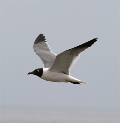 Laughing Gull