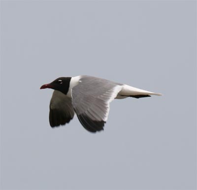 Laughing Gull