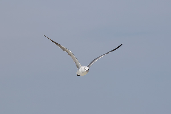 Laughing Gull