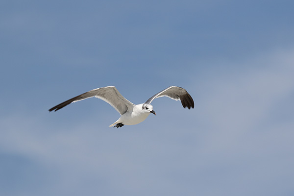 Laughing Gull