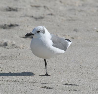 Laughing Gull