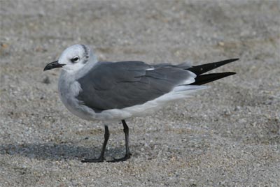 Laughing Gull