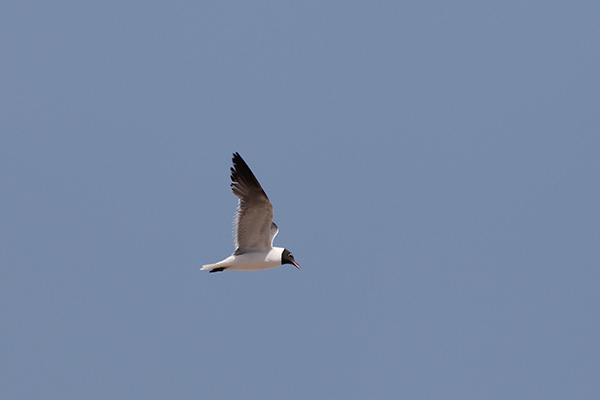 Laughing Gull