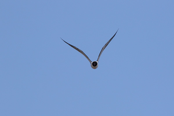 Laughing Gull