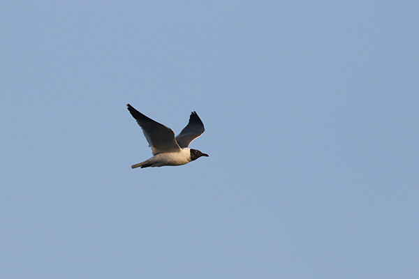 Laughing Gull