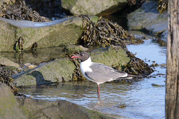 Laughing Gull