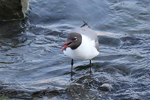 Laughing Gull