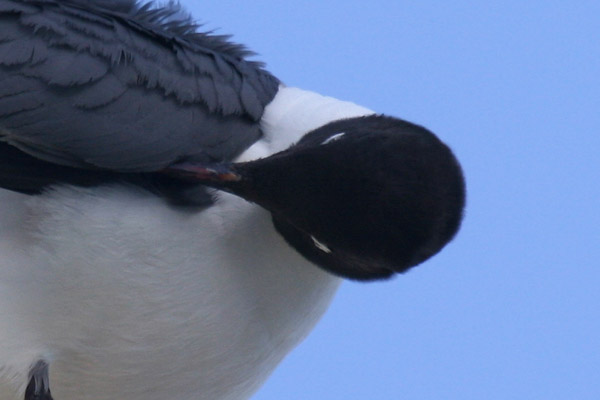 Laughing Gull