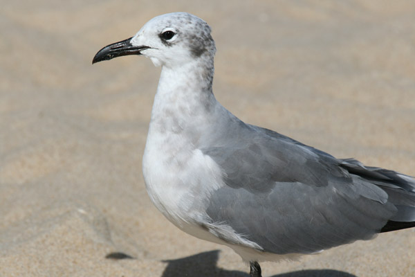 Laughing Gull