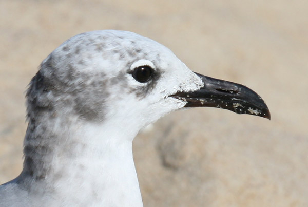 Laughing Gull