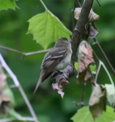 Least Flycatcher