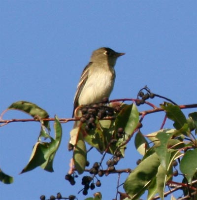 Least Flycatcher