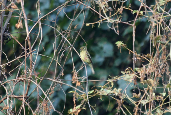 Least Flycatcher