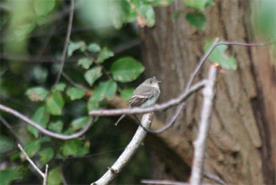 Least Flycatcher