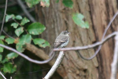 Least Flycatcher