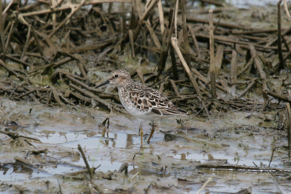 Least Sandpiper