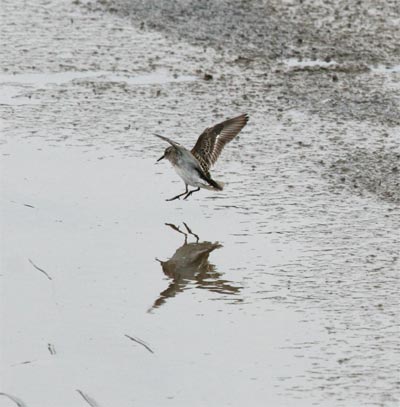 Least Sandpiper