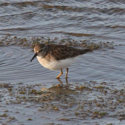 Least Sandpiper