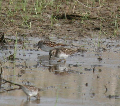 Least Sandpiper