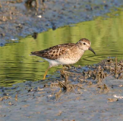 Least Sandpiper